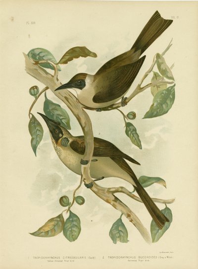 Geelkeelmonniksvogel of Kleine Monniksvogel door Gracius Broinowski